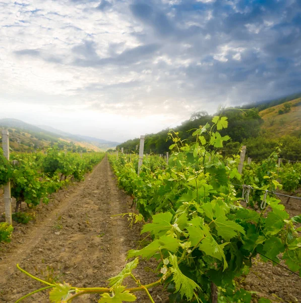 Primo Piano Vigneto Sul Pendio Della Collina Tramonto Paesaggio Agricolo — Foto Stock