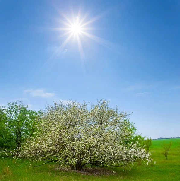 fruit garden in blossom under a sparkle sun, natural rural scene