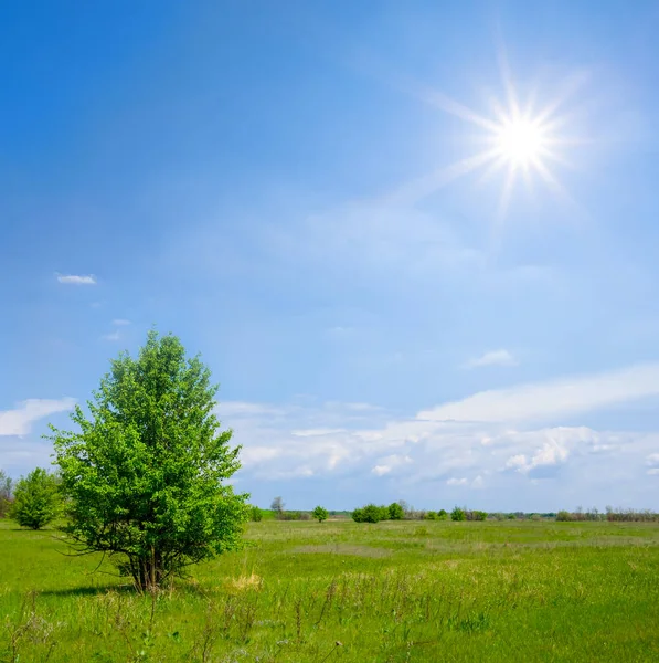 Árbol Solo Entre Praderas Verdes Bajo Sol Brillante — Foto de Stock