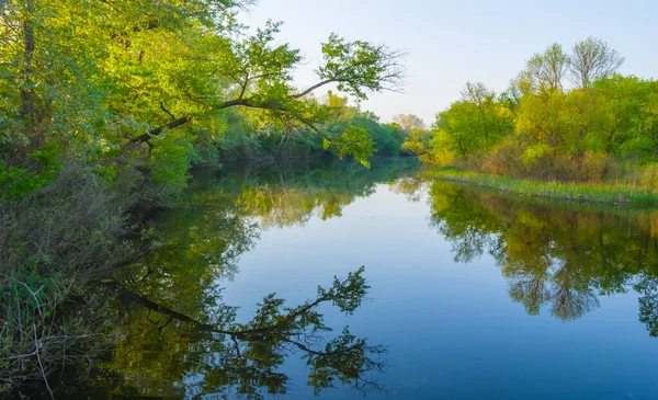 Квартетна Літня Річка Зеленим Лісом Узбережжі — стокове фото