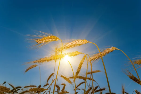 輝く太陽の下で小麦の耳を閉じて産業農業の背景に — ストック写真