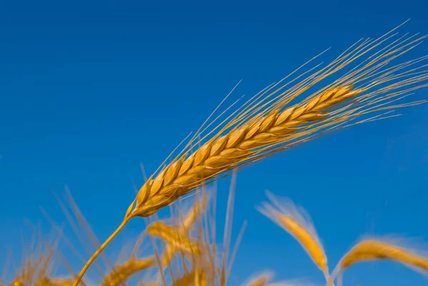 Closeup Wheat Ear Blue Sky Background — Stock Photo, Image