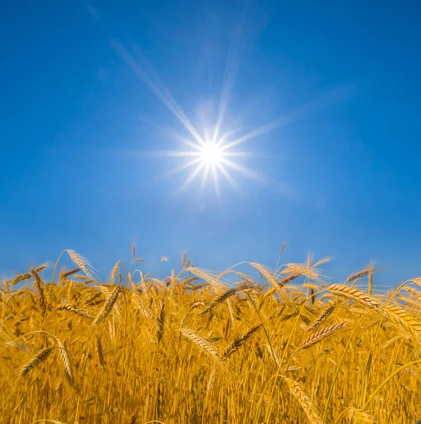 Nahaufnahme Weizenähre Licht Der Glitzernden Sonne Industrieller Landwirtschaftlicher Hintergrund — Stockfoto