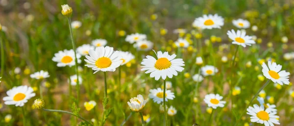 Closeup White Camomile Flowers Prairie Natural Background — Stock Photo, Image