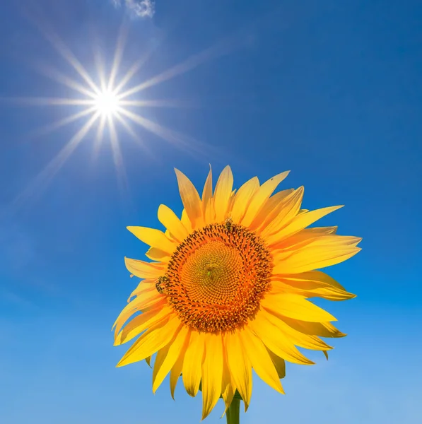 Tournesol Gros Plan Sur Fond Bleu Ciel Ensoleillé — Photo