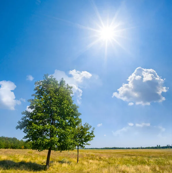 Solo Albero Verde Nella Prateria Nella Calda Giornata Sole — Foto Stock