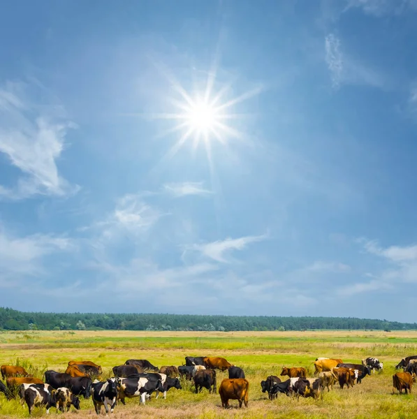 Manada Vacas Marrones Pastan Pastos Rurales Verano Día Soleado Verano —  Fotos de Stock