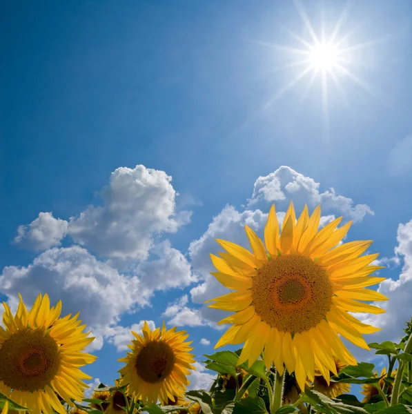 Zonnebloemveld Onder Een Glinsterende Zon Agrarische Boerderij Achtergrond — Stockfoto