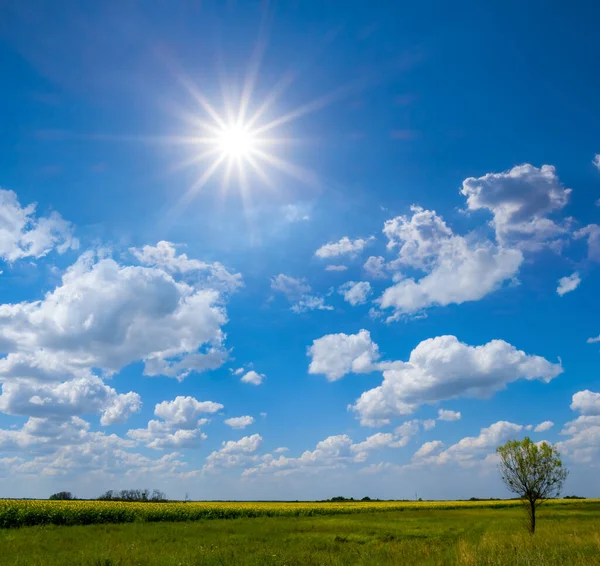 Osamělý Strom Blízkosti Slunečnicového Pole Pod Jiskřícím Sluncem Letní Venkovská — Stock fotografie