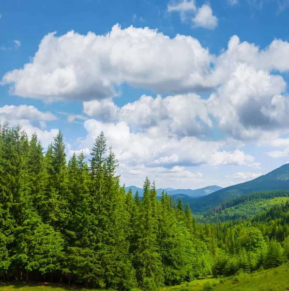 Horské Údolí Jedlovým Lesem Pod Zamračenou Oblohou — Stock fotografie