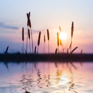 Gün batımında çimen silueti olan çayır, sulara yansıyan, yaz mevsiminde doğal gün batımı arka planı.