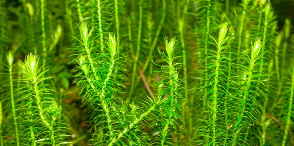 Primo Piano Crescita Del Muschio Verde Nella Foresta — Foto Stock