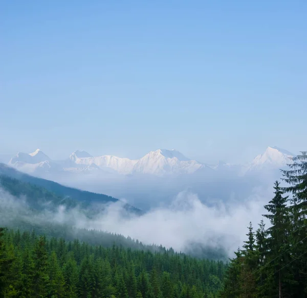 密雾密布的松树林的高山山谷 — 图库照片
