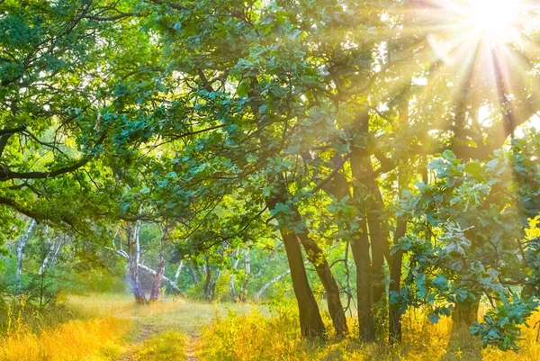 夏の緑の森は太陽の光で輝き — ストック写真