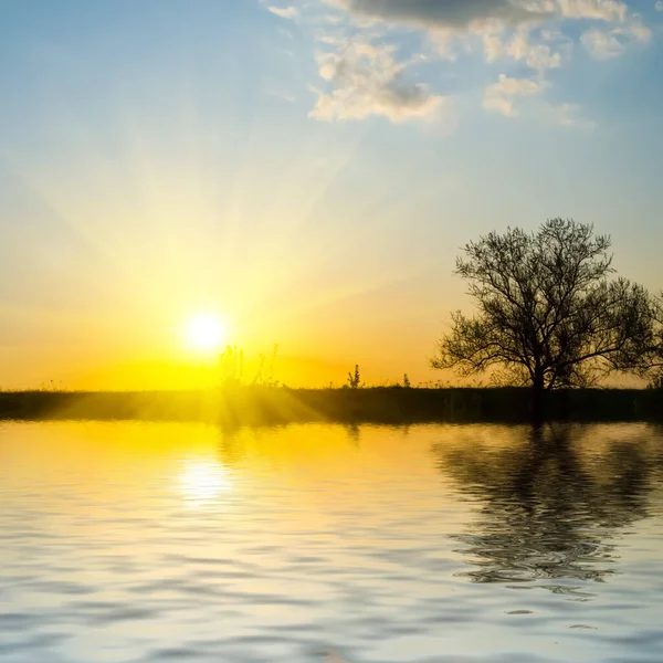 Dramático Atardecer Reflejado Lago Con Silueta Árbol Costa —  Fotos de Stock