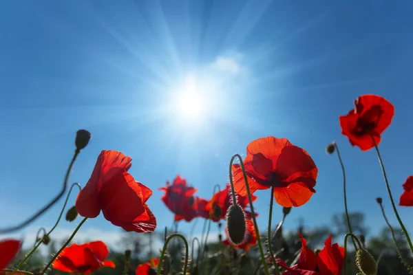 Red Poppy Flowers Blue Sky Background Light Sun — 스톡 사진