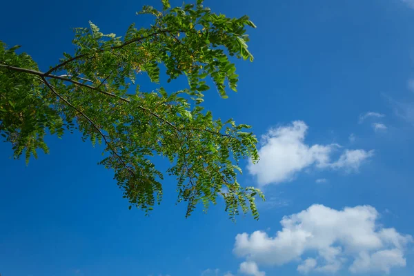 Rama Árbol Acacia Verde Sobre Fondo Azul Cielo Nublado —  Fotos de Stock