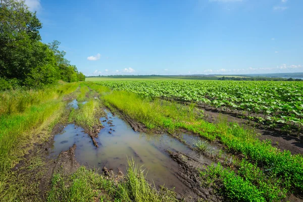 Тропічна Сільська Дорога Калюжею Серед Полів — стокове фото