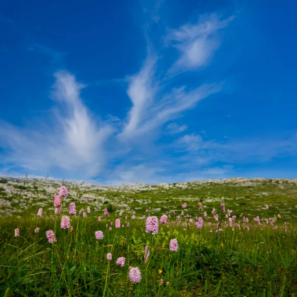 Zelená Prérie Květinami Pod Modrým Oblačným Nebem — Stock fotografie