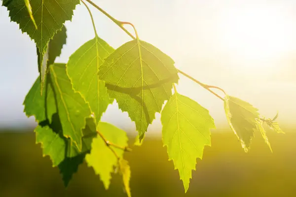 Närbild Träd Gren Med Blad Ljuset Kvällssolen — Stockfoto