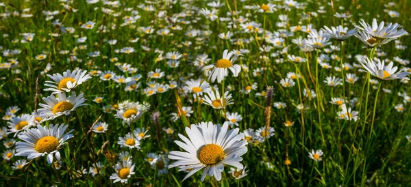 Detailní Bílá Heřmánku Květiny Zelené Prérie Přírodní Květiny Pozadí — Stock fotografie