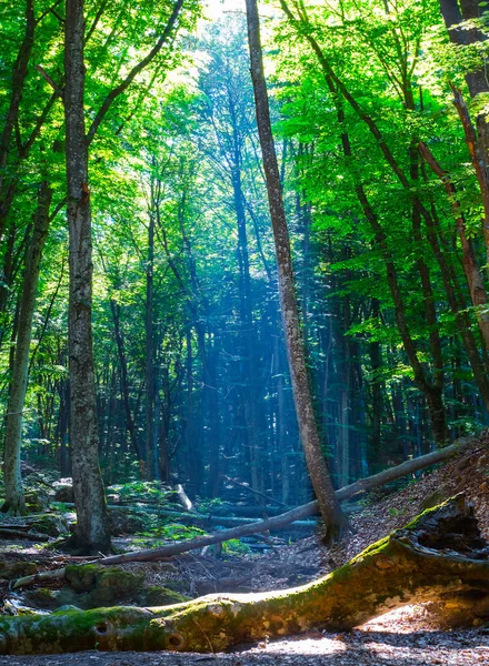 Clareira Floresta Com Raio Sol Empurrar Através Uma Árvore — Fotografia de Stock