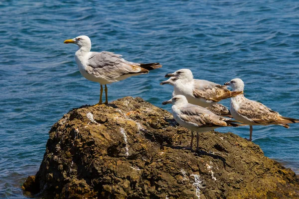 Closeup Crowd Seagull Sit Stone Emerald Sea — Stock Photo, Image