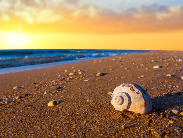 Closeup Shell Marinho Praia Areia Pôr Sol Dramático Verão Fundo — Fotografia de Stock