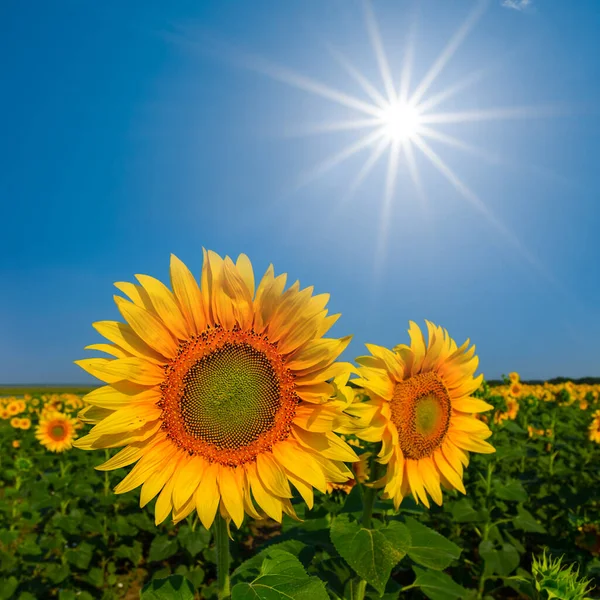 Крупный План Золотой Подсолнух Цветы Голубом Фоне Неба Сверкающим Солнцем — стоковое фото