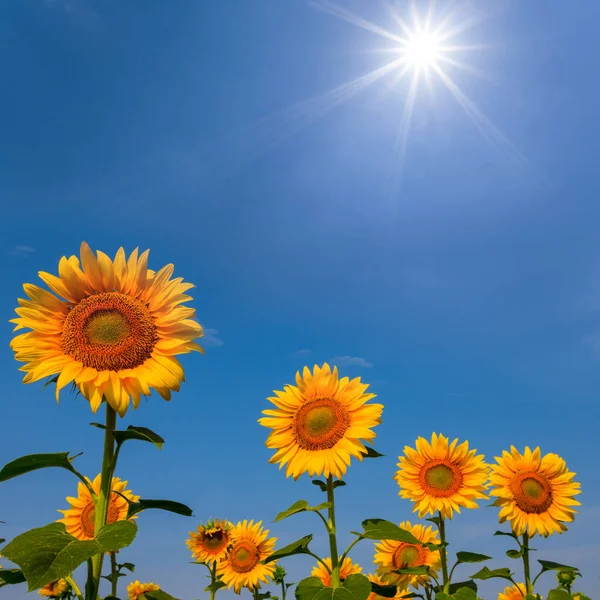 在灿烂的阳光下 蓝天背景下的金黄色向日葵 — 图库照片