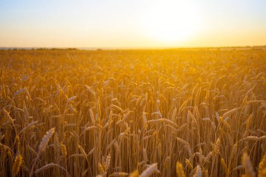 Günbatımında altın buğday tarlası, doğal tarım kırsal alanı