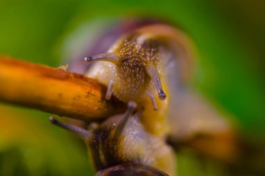 Yakın plan üzüm salyangozu Ağaç dalında sürünüyor
