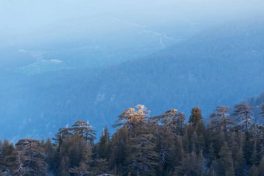 Dağ yamacında mavi sisli bir orman