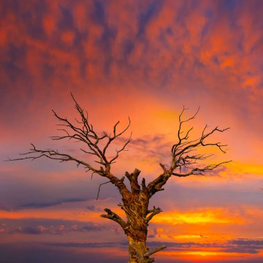 Kırmızı bulutlu arka planda yalnız ağaç silueti, günbatımı doğal sahne