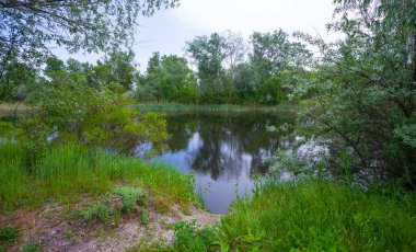 Sahilde ormanlı sessiz bir göl, kırsal yaz manzarası