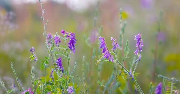 Крупный План Дикие Прерии Цветы Лесу Летний Сельский Фон — стоковое фото