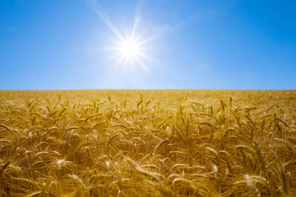 輝く太陽と夏の農業を背景に黄金の小麦畑 — ストック写真