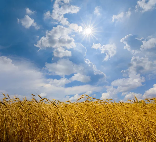 Goldenes Weizenfeld Licht Der Glitzernden Sonne Landwirtschaftlicher Hintergrund Sommer — Stockfoto