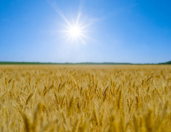 輝く太陽と夏の農業を背景に黄金の小麦畑 — ストック写真