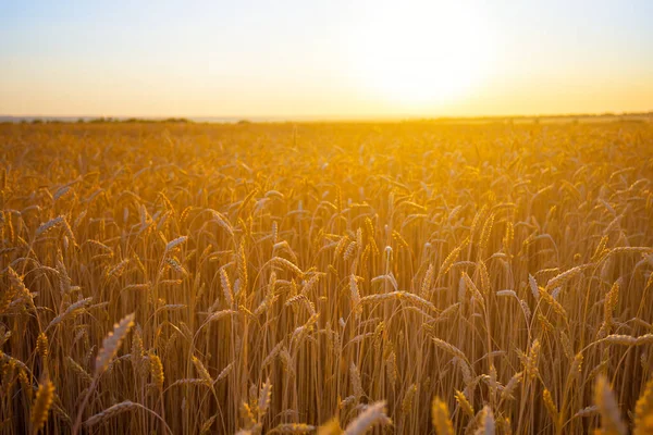落日下的金色麦田 自然的农业田园风光 — 图库照片