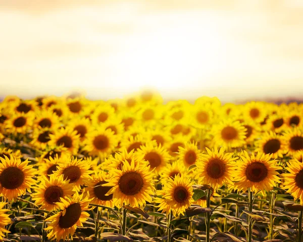 Sommer Sonnenblumenfeld Bei Sonnenuntergang Landwirtschaftlicher Hintergrund — Stockfoto