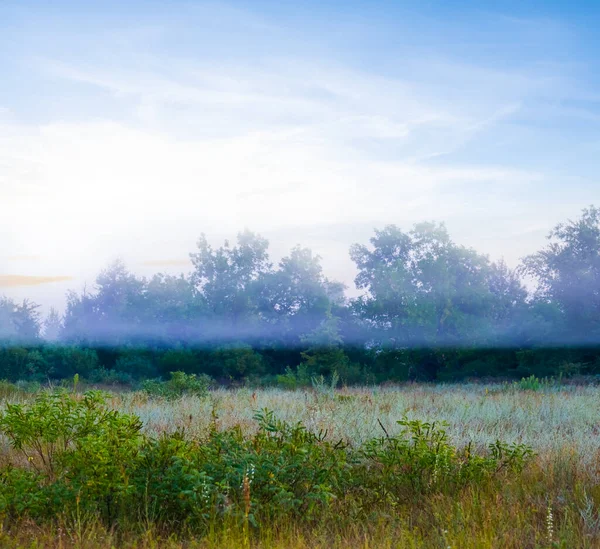 Grüne Sommerwaldlichtung Morgennebel Sommerlicher Natürlicher Sonnenaufgang — Stockfoto