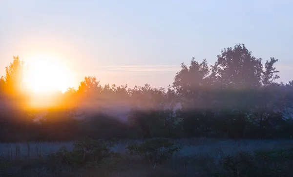 Green Summer Forest Glade Early Morning Mist Summer Natural Sunrise — Stock Photo, Image