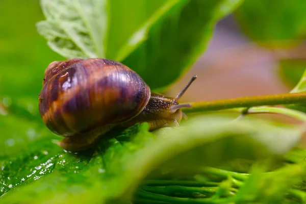 Closeup Grape Snail Crawl Leaves — Stock Photo, Image