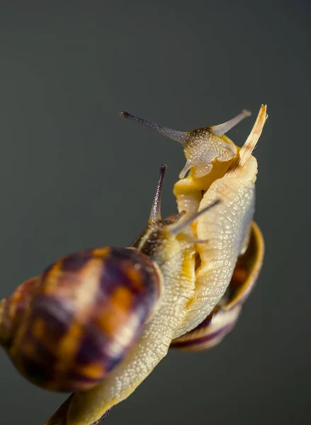 木の枝にある2本のブドウカタツムリ — ストック写真