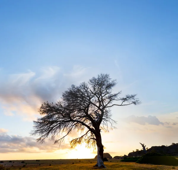 在多云的天空背景上孤独的树木轮廓 清晨的自然景观 — 图库照片