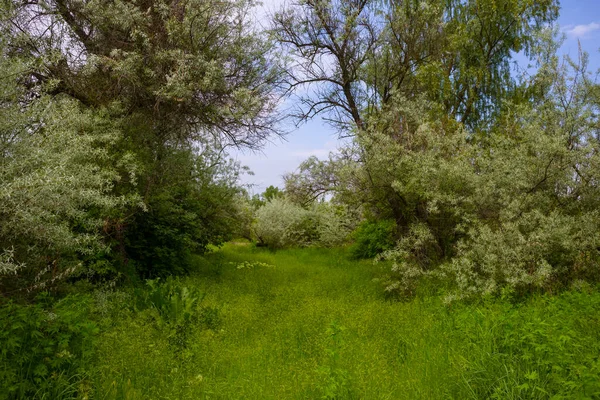 Summer Green Forest Glade Natural Countryside Scene — Stock Photo, Image