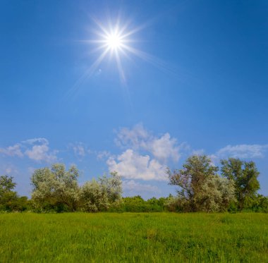 Işıl ışıl güneşin altında yeşil orman.