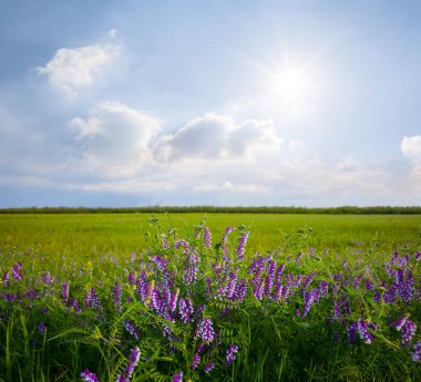 yeşil yaz çayırları güneşli günde çiçeklerle