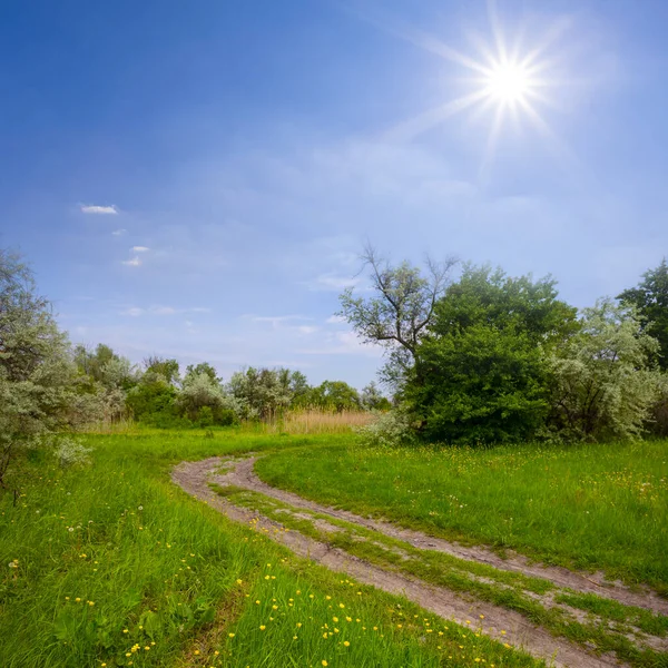 夏日阳光明媚 穿过绿林的小路 — 图库照片